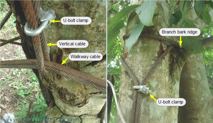 Connections between walkway cable and tree 